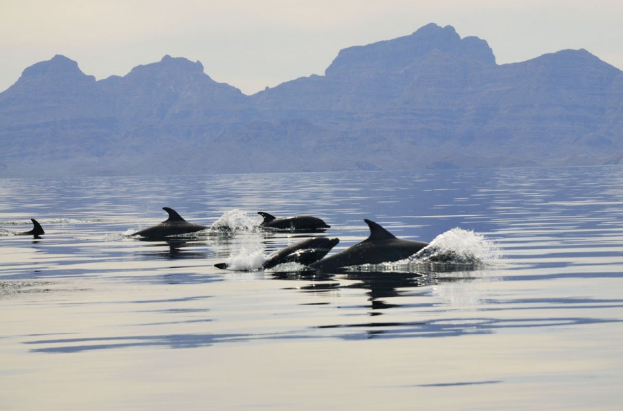 Mexico, Baja California, Bottlenose dolphins (Tursiops) and Sierra La Giganta
