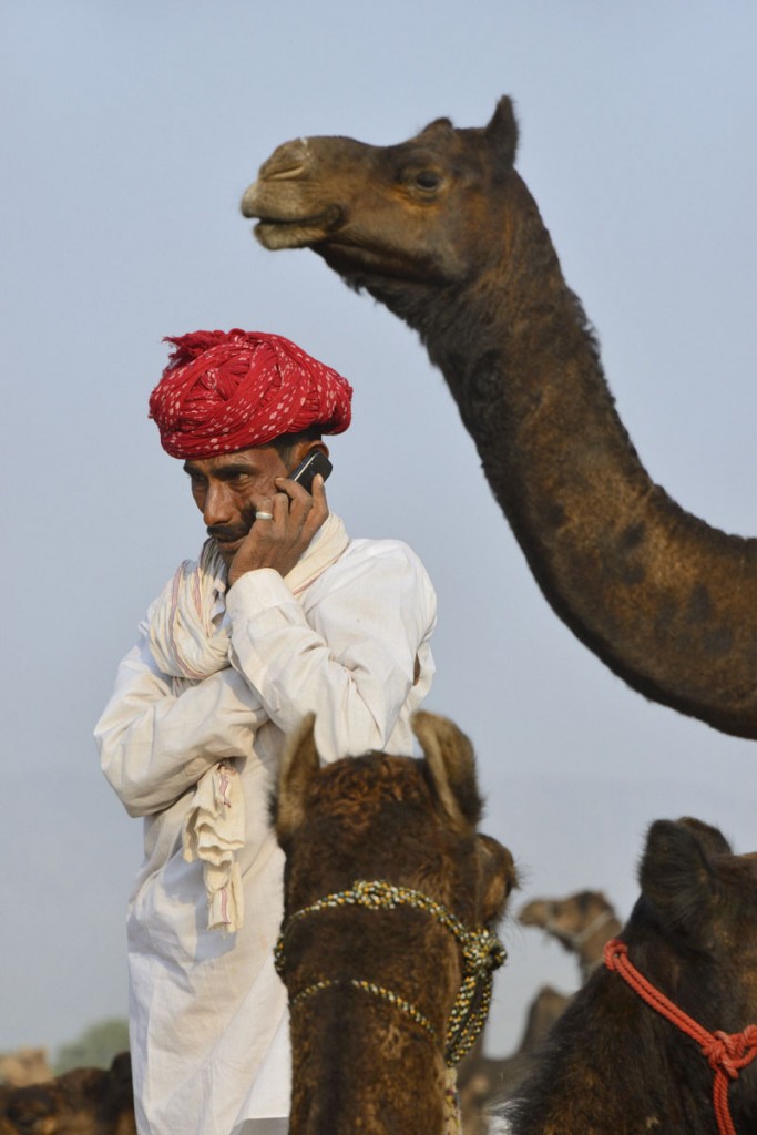 India, Rajasthan, Pushkar camel fair